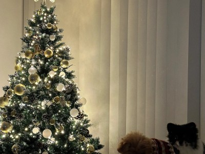 Christmas tree is here to submit homework π